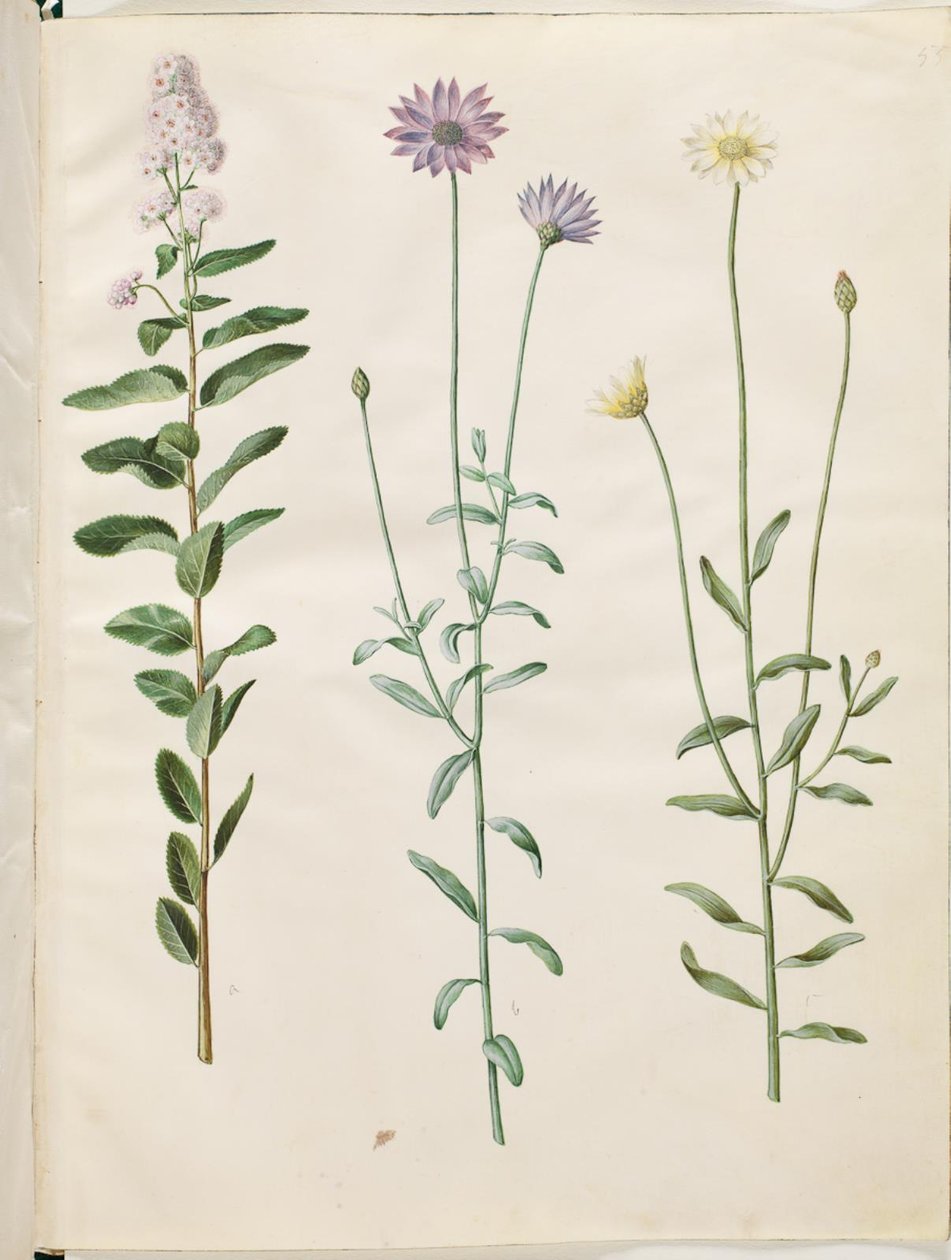 Spiraea salicifolia (pilebladed spirea); Catananche blå (blå rasleblomst) af Hans Simon Holtzbecker