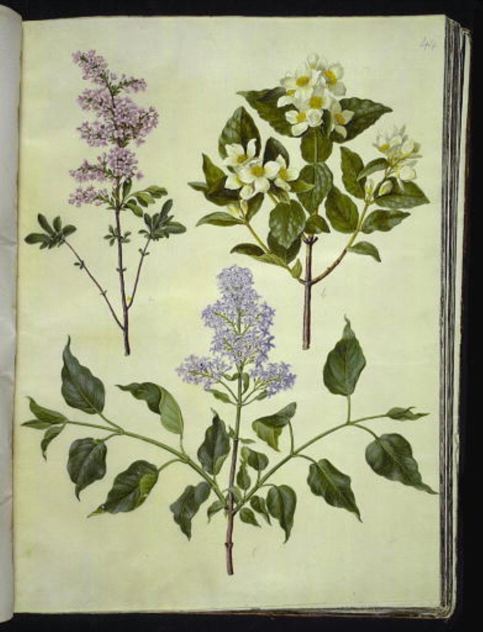 Syringa ×persica (persisk syren); Philadelphus coronarius (vellugtende pibeved); Syringa vulgaris (almindelig syren) af Hans Simon Holtzbecker