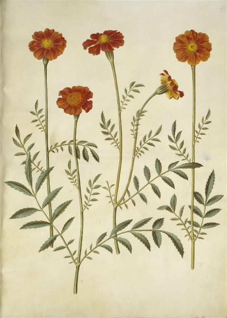 Tagetes patula (udspærret fløjlsblomst) af Hans Simon Holtzbecker