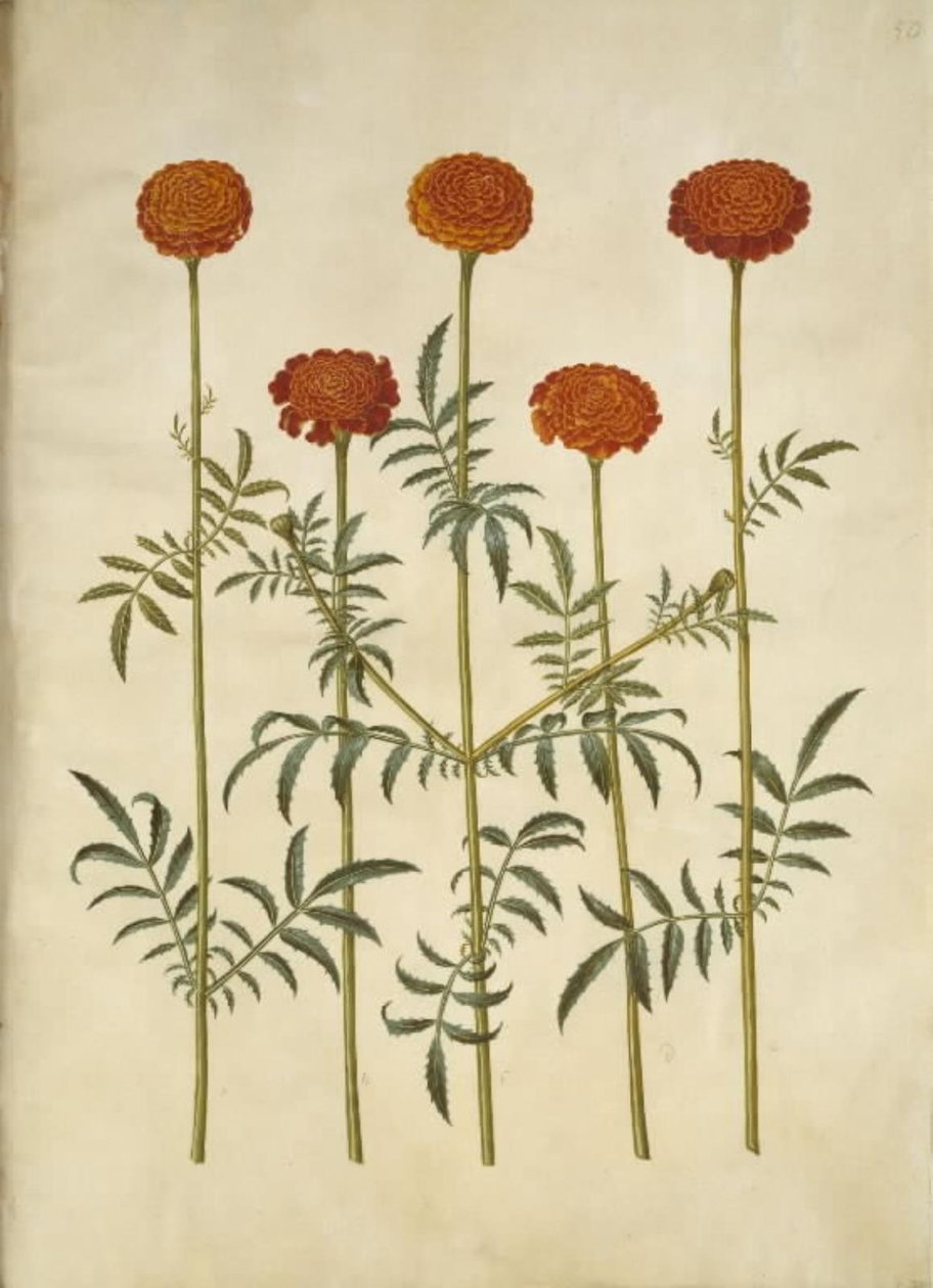 Tagetes patula (udspærret fløjlsblomst) af Hans Simon Holtzbecker