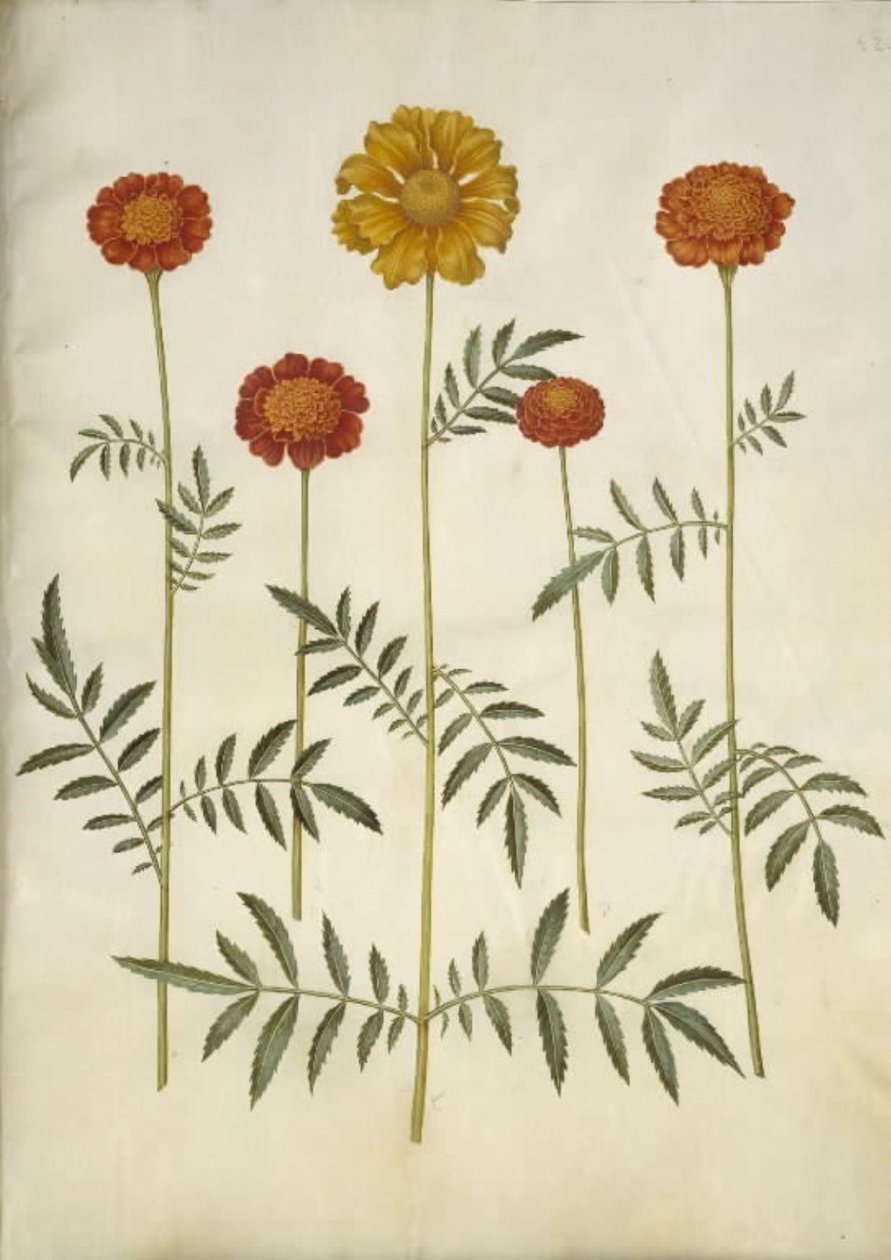 Tagetes patula (udspærret fløjlsblomst) af Hans Simon Holtzbecker