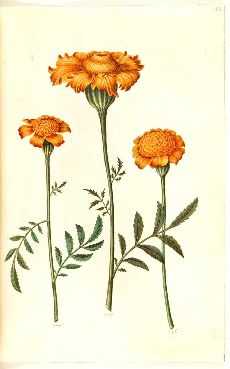 Tagetes patula (udspærret fløjlsblomst) af Hans Simon Holtzbecker