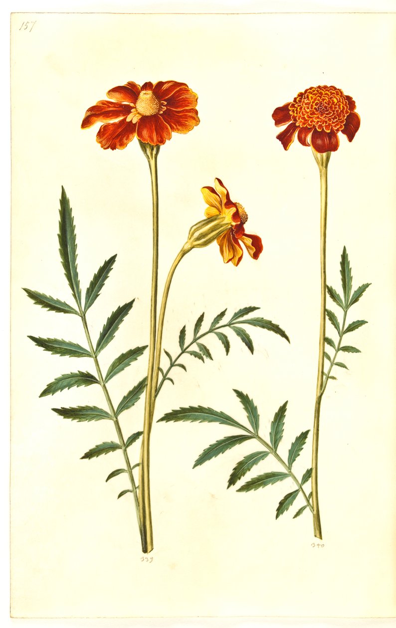 Tagetes patula (udspærret fløjlsblomst) af Hans Simon Holtzbecker