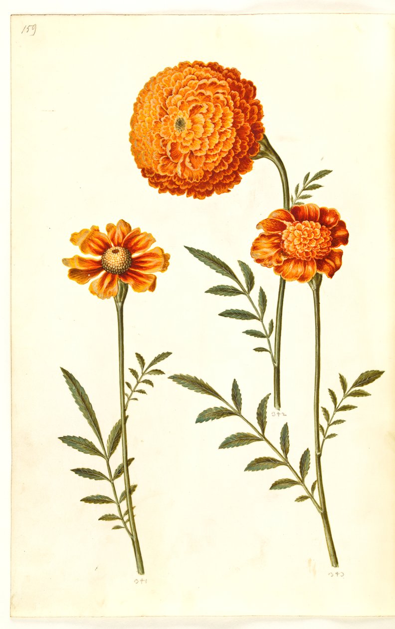 Tagetes patula (udspærret fløjlsblomst) af Hans Simon Holtzbecker