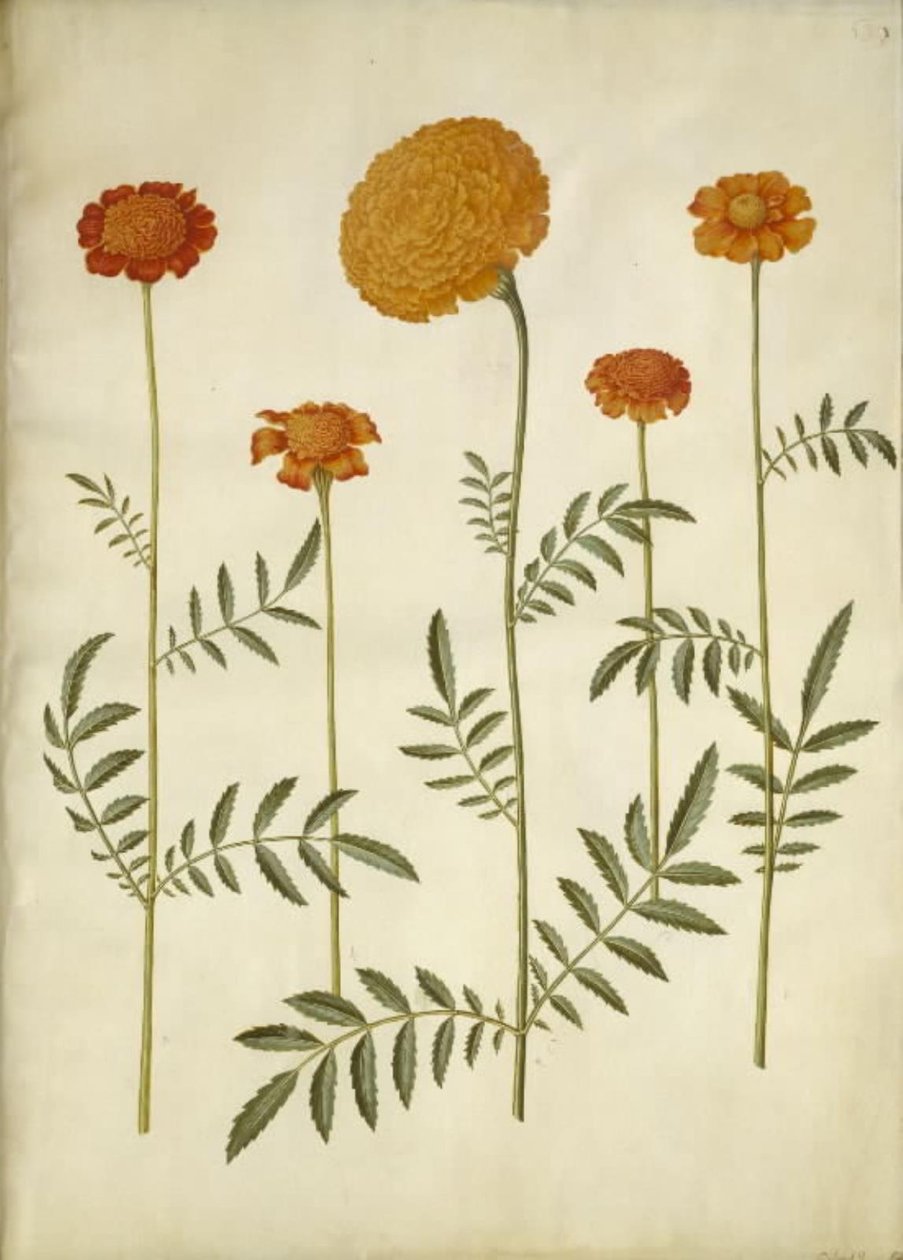 Tagetes patula (udspærret fløjlsblomst); Tagetes erecta (opret fløjlsblomst) af Hans Simon Holtzbecker