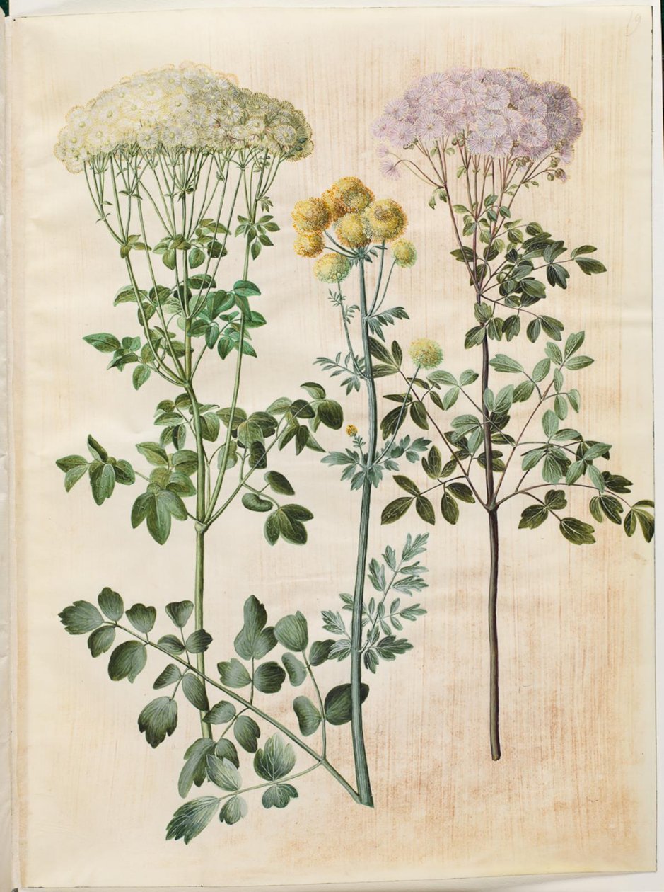 Thalictrum aquilegiifolium (akeleje-frøstjerne); Thalictrum flavum (gul frøstjerne) af Hans Simon Holtzbecker
