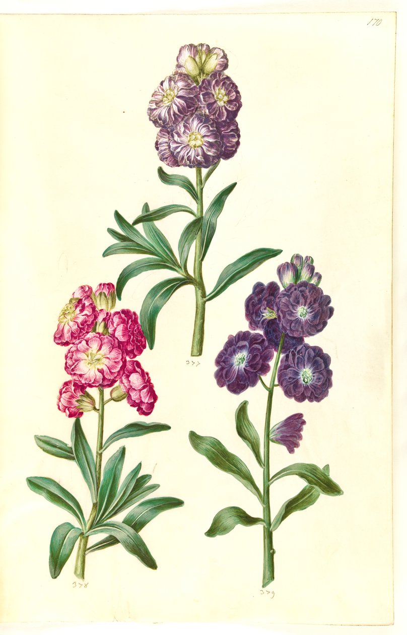 Titel side. Blomsterkrans af Hans Simon Holtzbecker