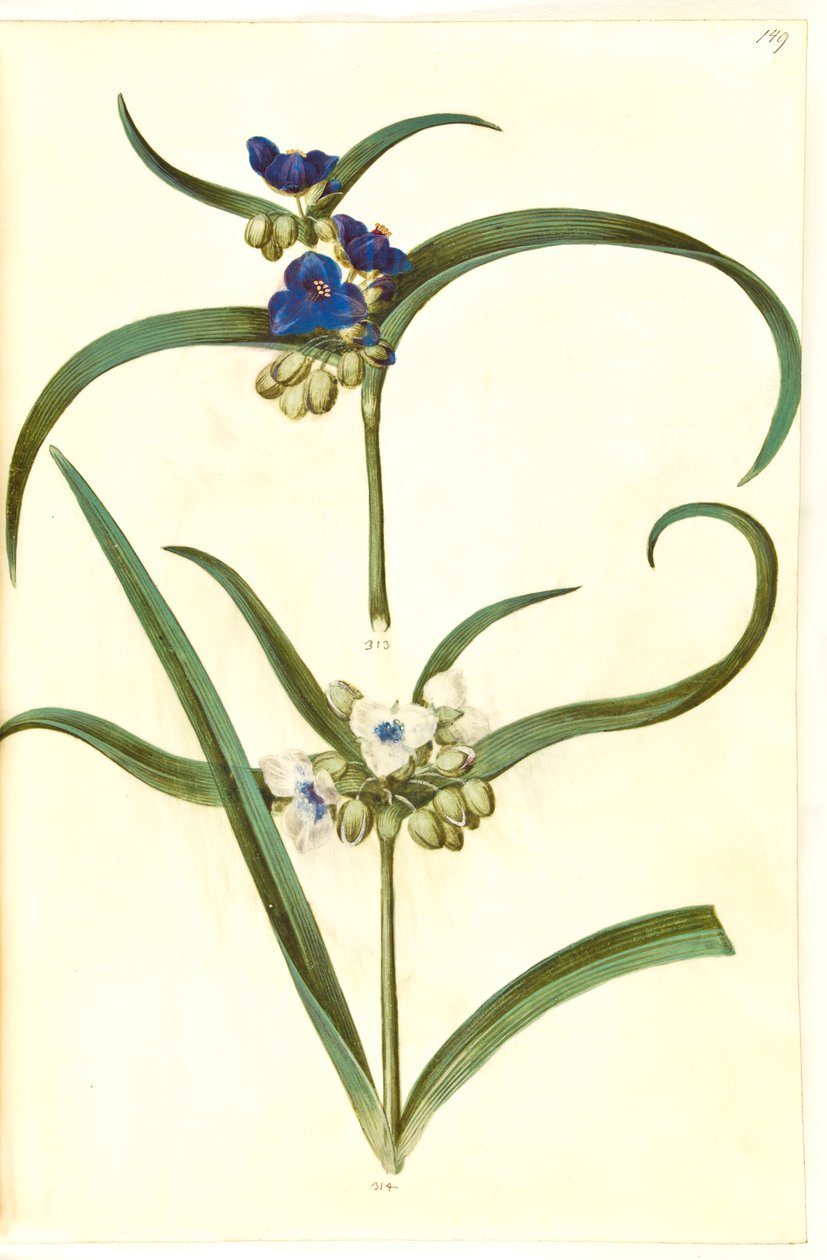 Tradescantia virginiana eller Tradescantia ohiensis (?) (blomsterjøde) af Hans Simon Holtzbecker