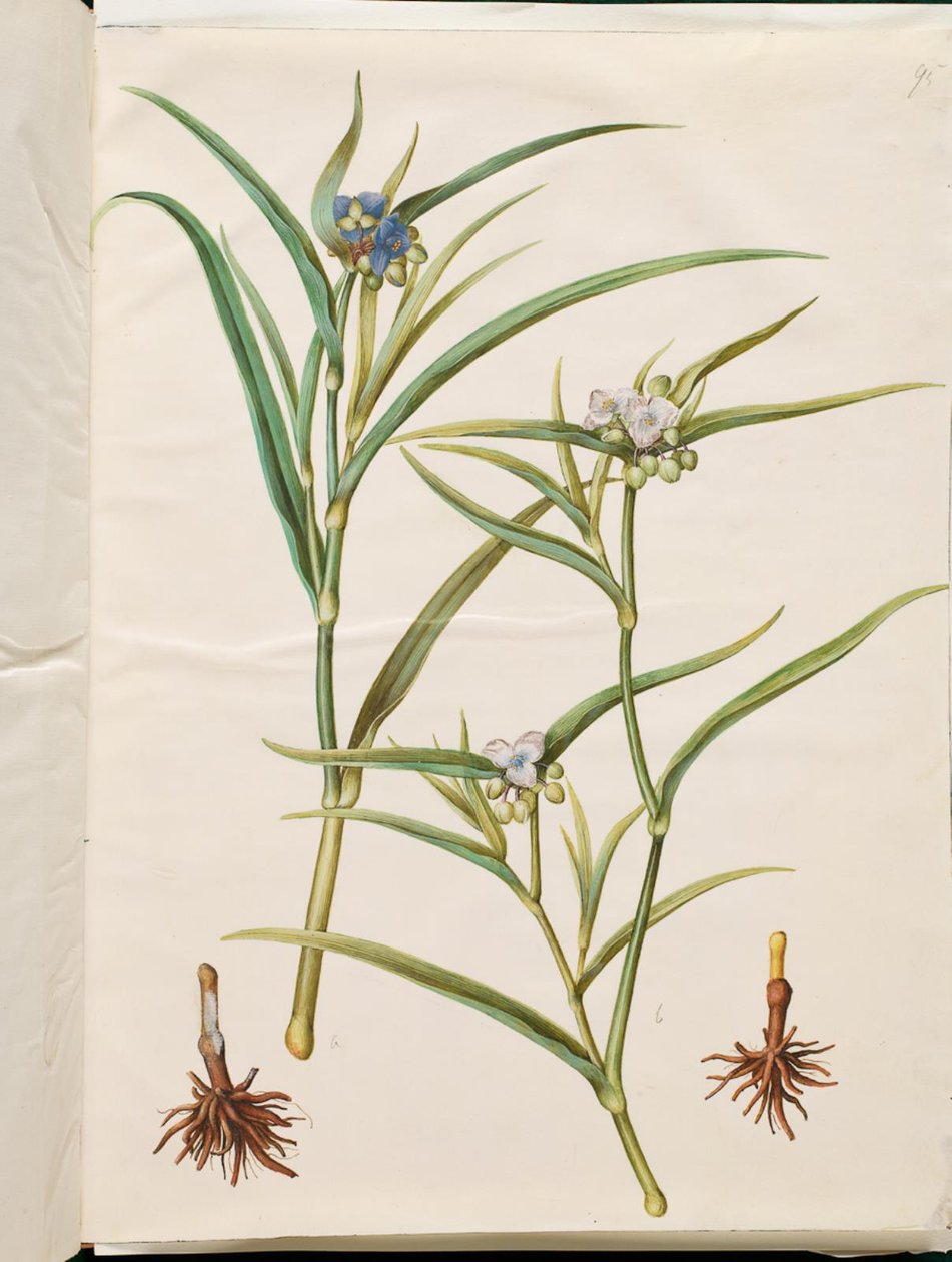 Tradescantia virginiana eller Tradescantia ohiensis (blomsterjøde eller ohio-blomsterjøde) af Hans Simon Holtzbecker