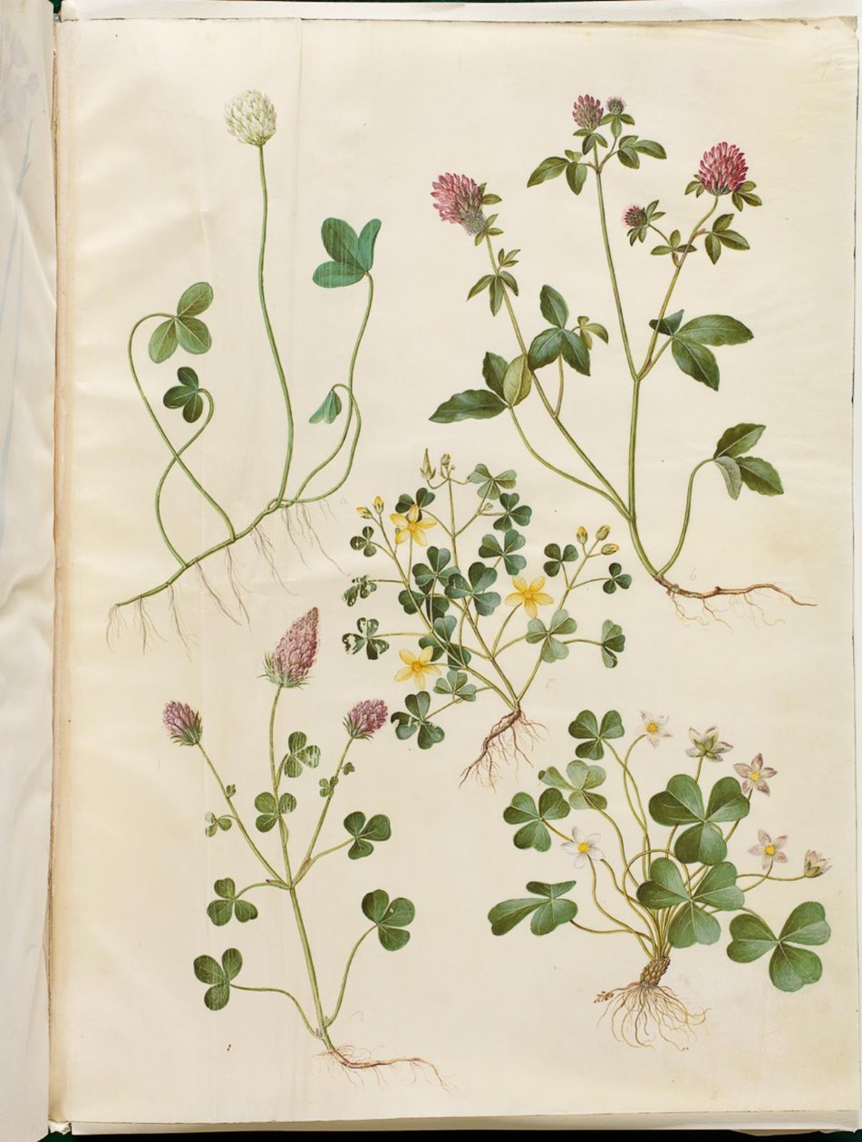 Trifolium repens (hvid-kløver); Trifolium pratense (rød-kløver); Oxalis corniculata (nedliggende surkløver); Trifolium incarnatum (blod-kløver); Oxalis acetosella (skovsyre) af Hans Simon Holtzbecker
