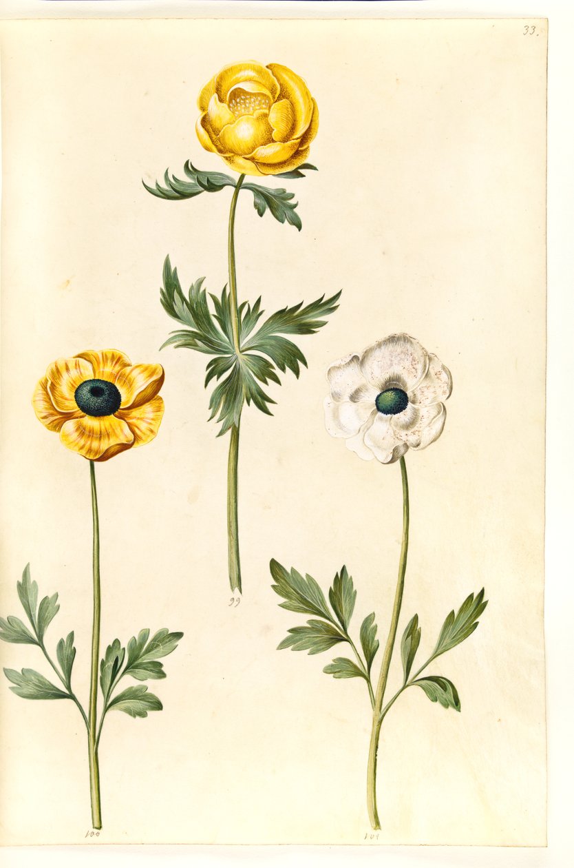 Trollius europaeus (europæisk engblomme); Ranunculus asiaticus (have-ranunkel) af Hans Simon Holtzbecker