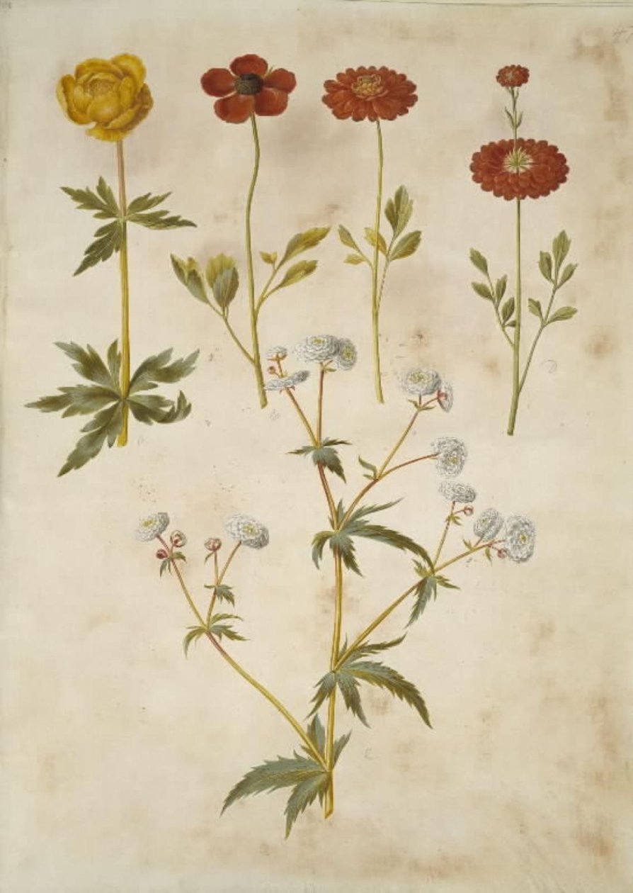 Trollius europaeus (europæisk engblomme); Ranunculus asiaticus (have-ranunkel); Ranunculus aconitifolius (sølvknap-ranunkel) af Hans Simon Holtzbecker