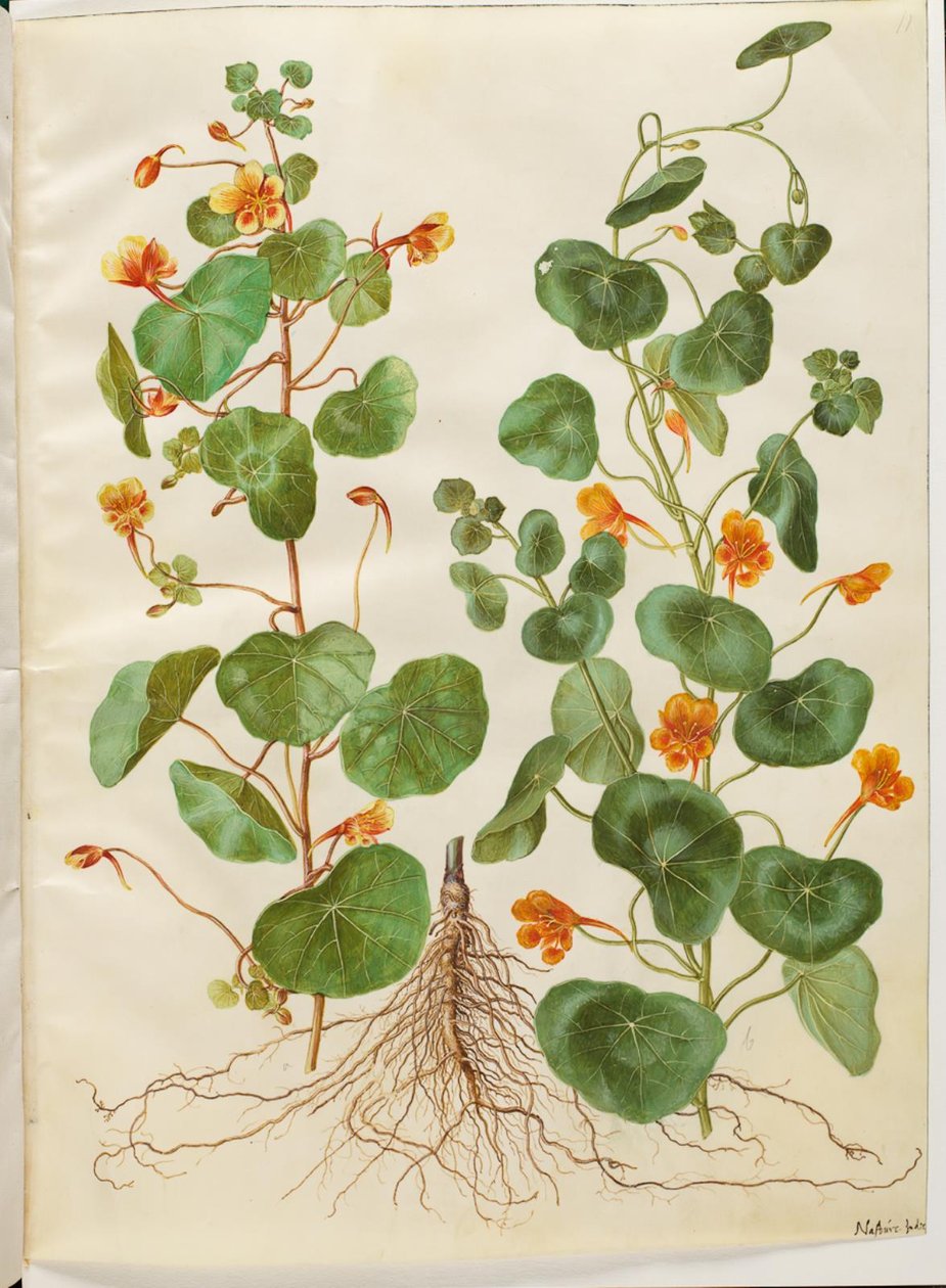 Tropaeolum minus (lille blomsterkarse) af Hans Simon Holtzbecker