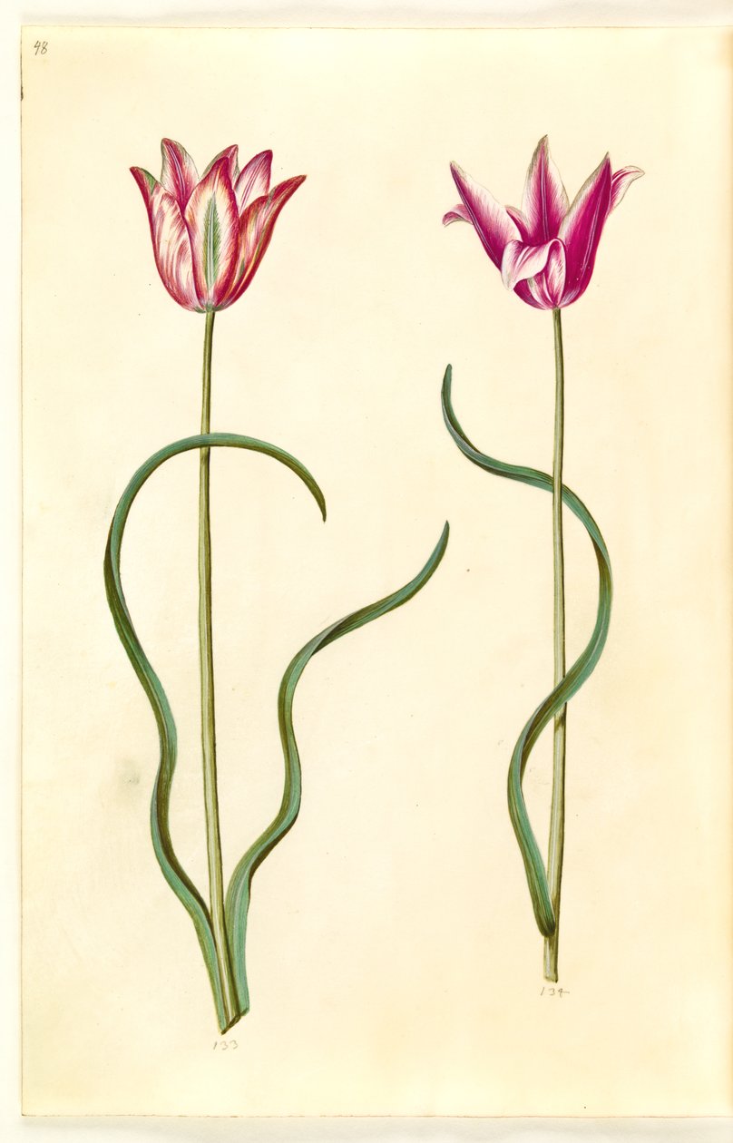 Tulipa clusiana (clusius-tulipan) af Hans Simon Holtzbecker