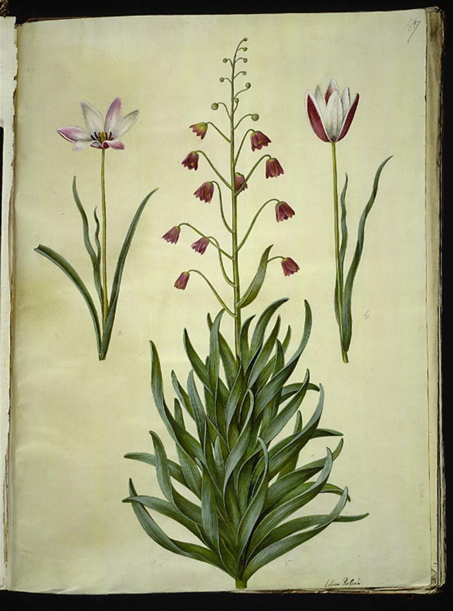 Tulipa clusiana (clusius-tulipan); Fritillaria persica (persisk fritillaria) af Hans Simon Holtzbecker