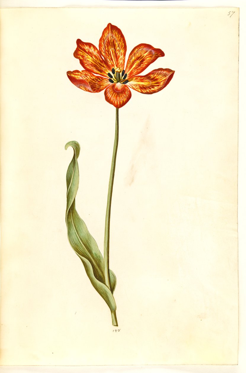 Tulipa Gesneriana (har ridling) af Hans Simon Holtzbecker