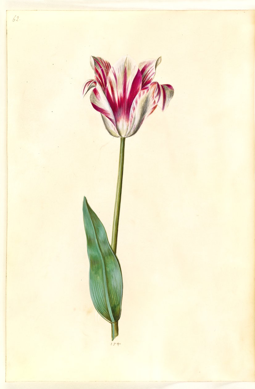 Tulipa gesneriana (har-tulipan) af Hans Simon Holtzbecker