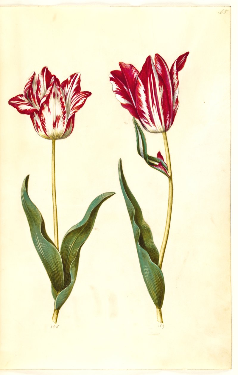 Tulipa gesneriana (har-tulipan) af Hans Simon Holtzbecker