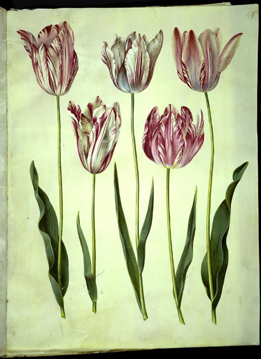 Tulipa gesneriana (har-tulipan) af Hans Simon Holtzbecker