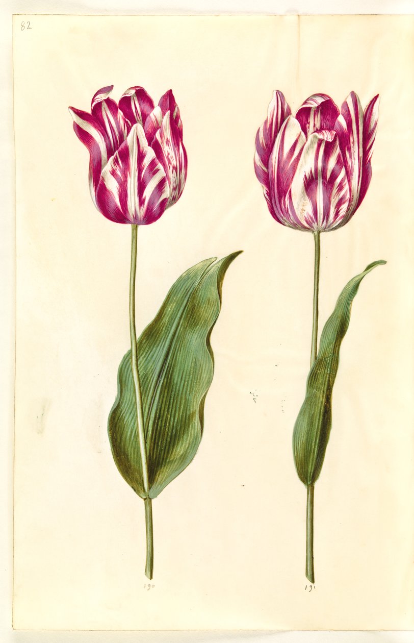 Tulipa gesneriana (har-tulipan) af Hans Simon Holtzbecker