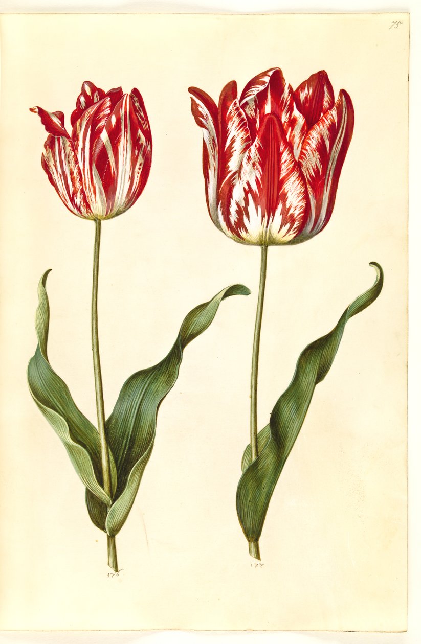 Tulipa gesneriana (har-tulipan) af Hans Simon Holtzbecker