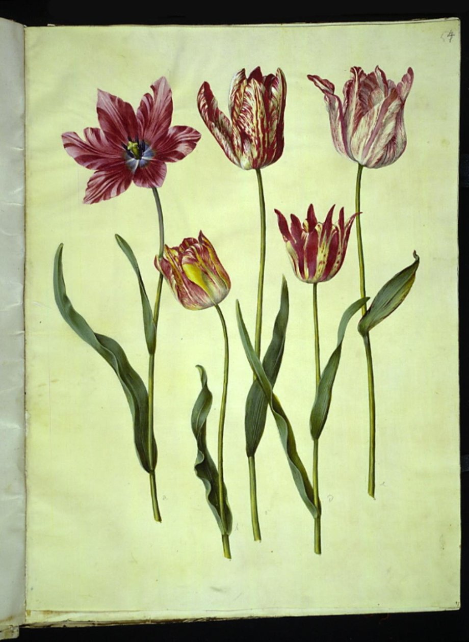 Tulipa gesneriana (har-tulipan) af Hans Simon Holtzbecker