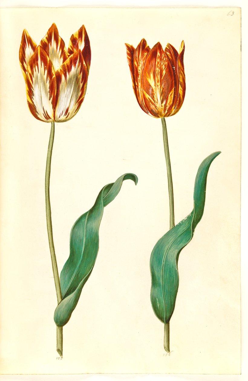 Tulipa gesneriana (har-tulipan) af Hans Simon Holtzbecker