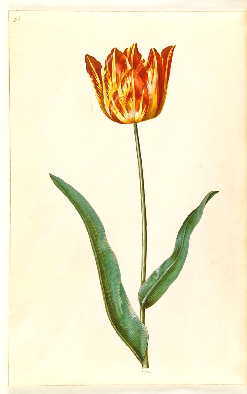 Tulipa gesneriana (har-tulipan) af Hans Simon Holtzbecker