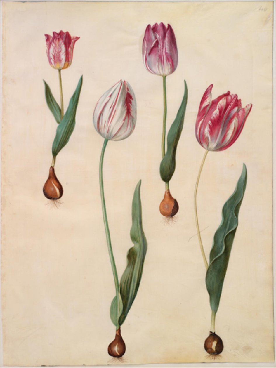 Tulipa gesneriana (har-tulipan) af Hans Simon Holtzbecker