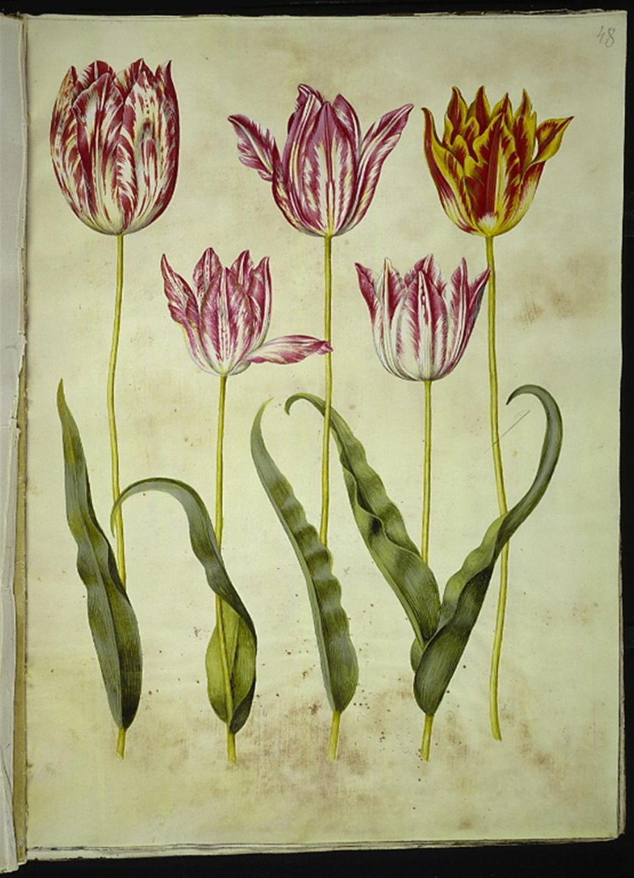 Tulipa gesneriana (har-tulipan) af Hans Simon Holtzbecker