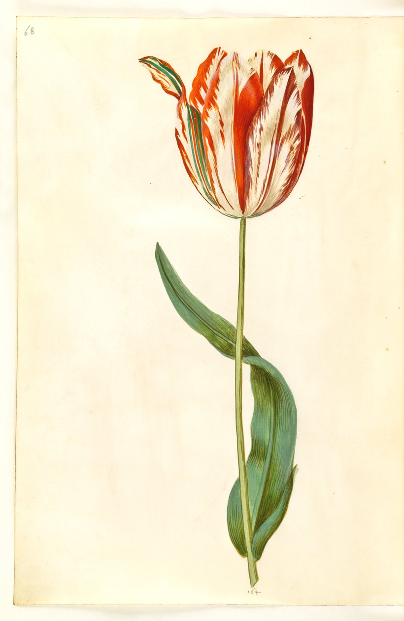Tulipa gesneriana (har-tulipan) af Hans Simon Holtzbecker