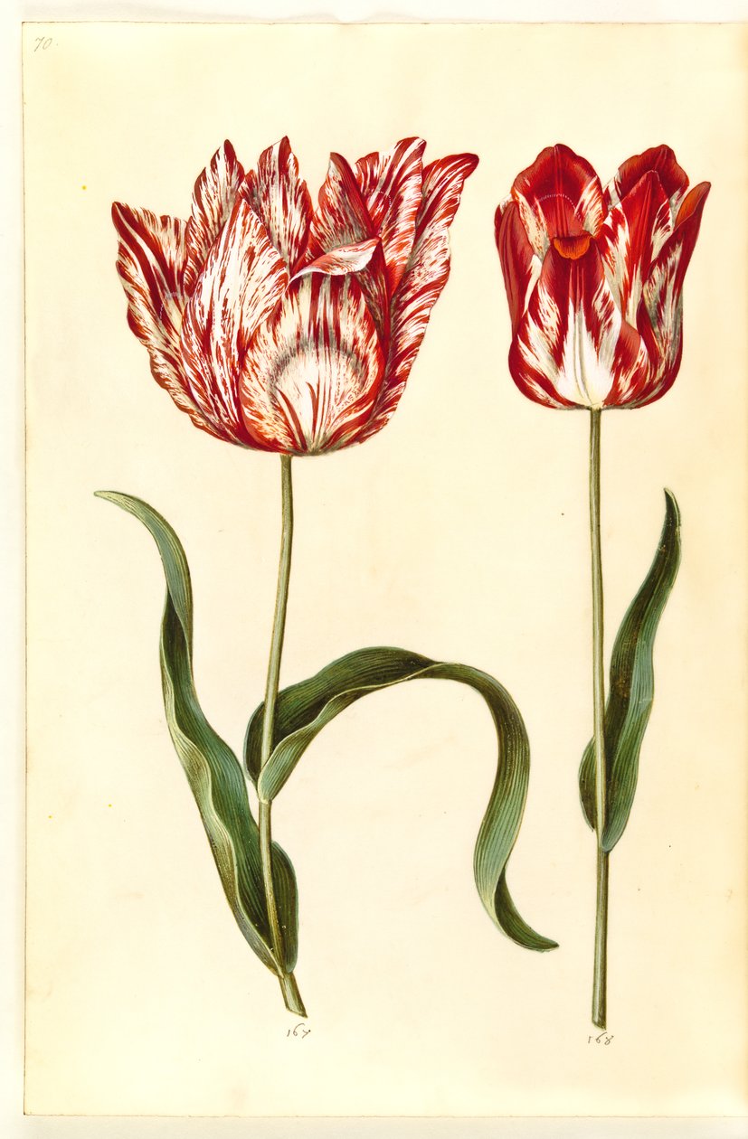 Tulipa gesneriana (har-tulipan) af Hans Simon Holtzbecker