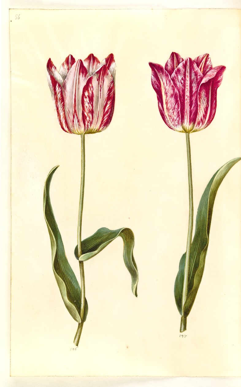 Tulipa gesneriana (har-tulipan) af Hans Simon Holtzbecker
