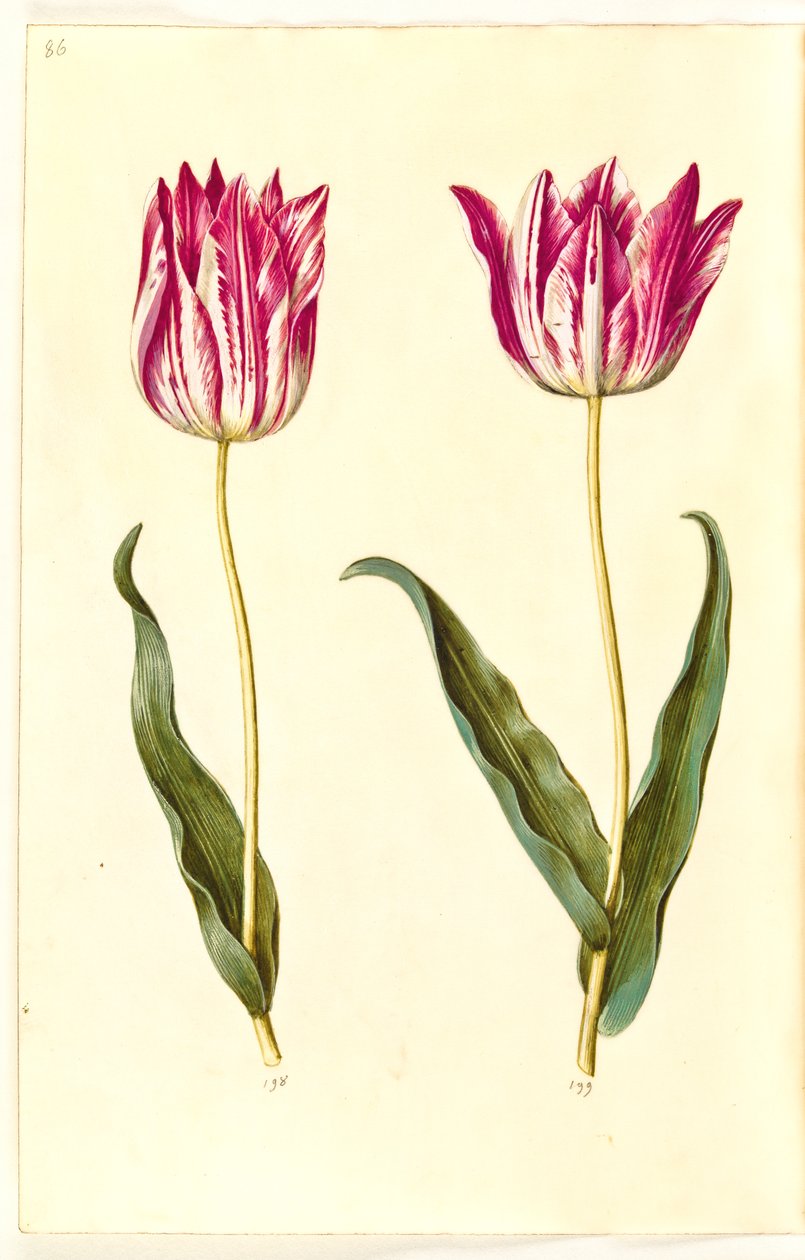 Tulipa gesneriana (har-tulipan) af Hans Simon Holtzbecker