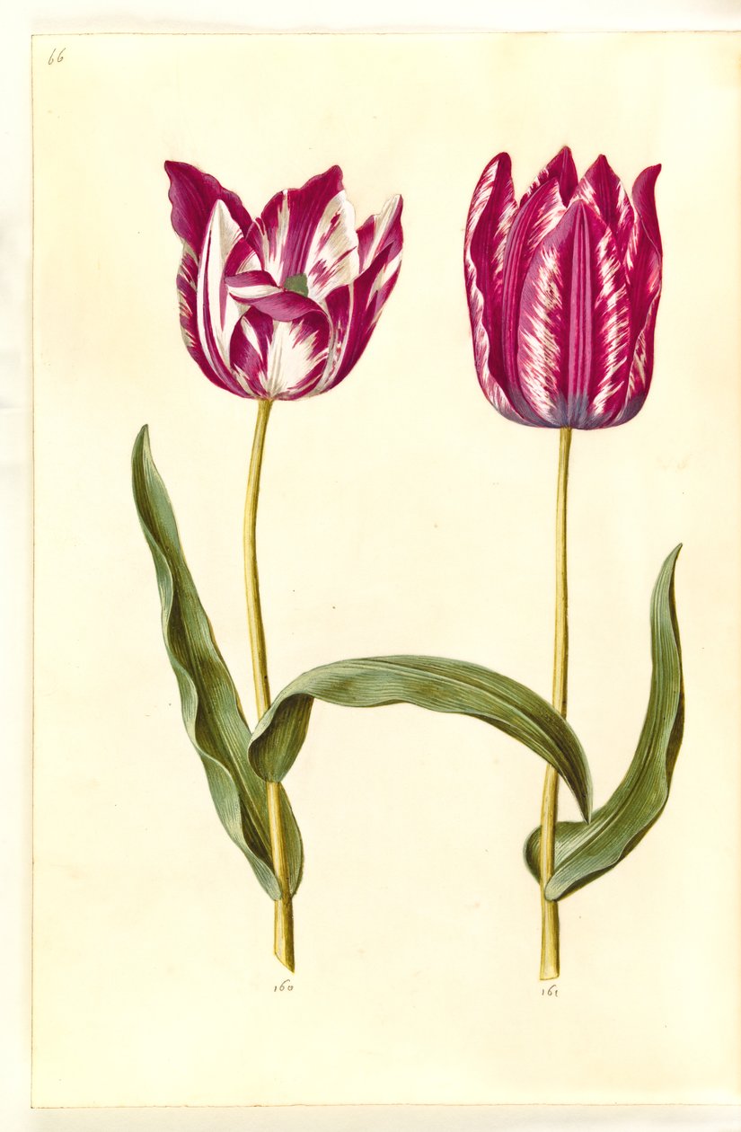 Tulipa gesneriana (har-tulipan) af Hans Simon Holtzbecker