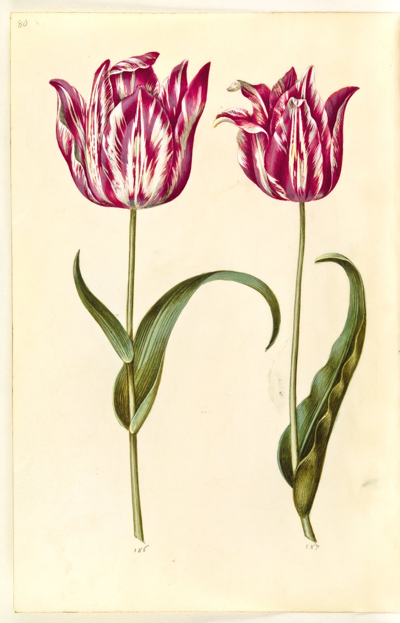 Tulipa gesneriana (har-tulipan) af Hans Simon Holtzbecker
