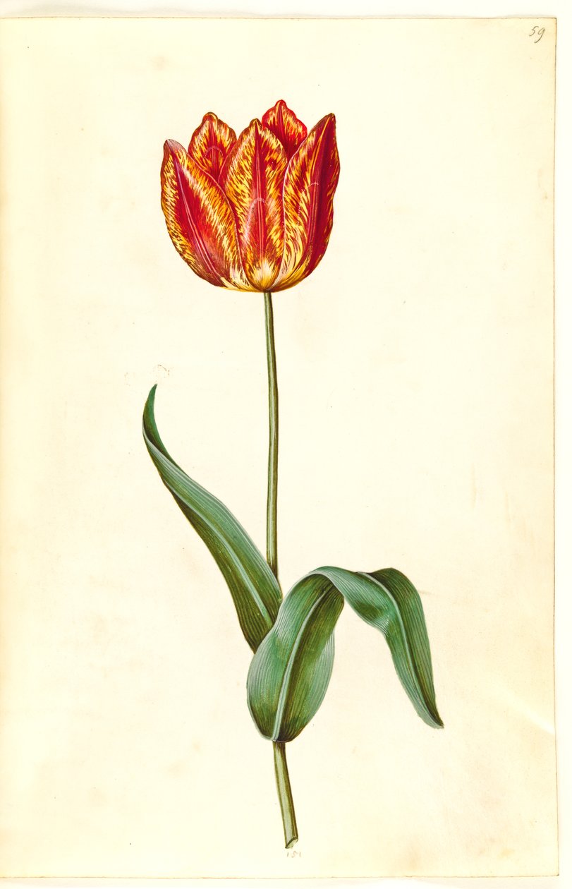Tulipa gesneriana (har-tulipan) af Hans Simon Holtzbecker