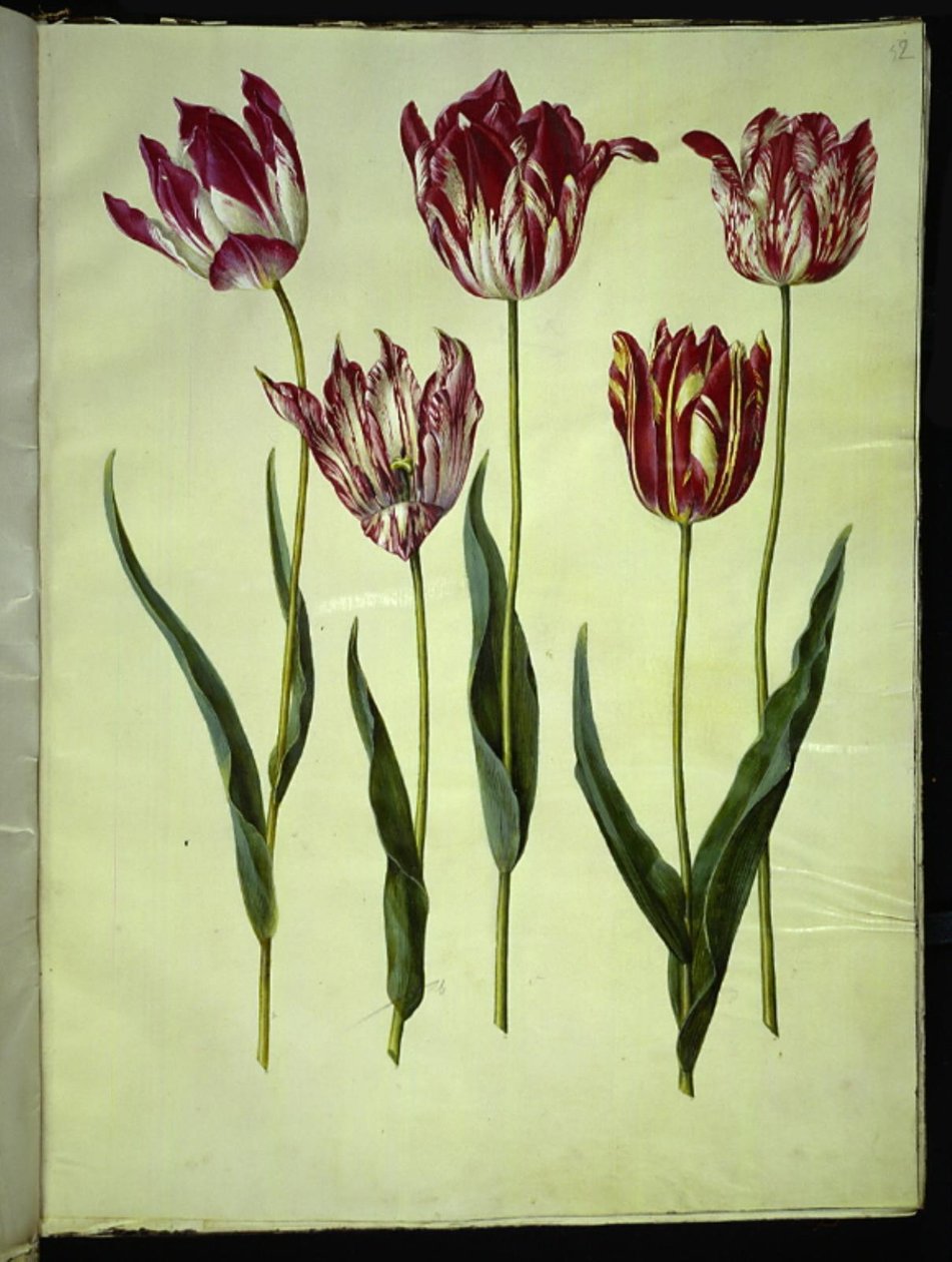 Tulipa gesneriana (har-tulipan) af Hans Simon Holtzbecker