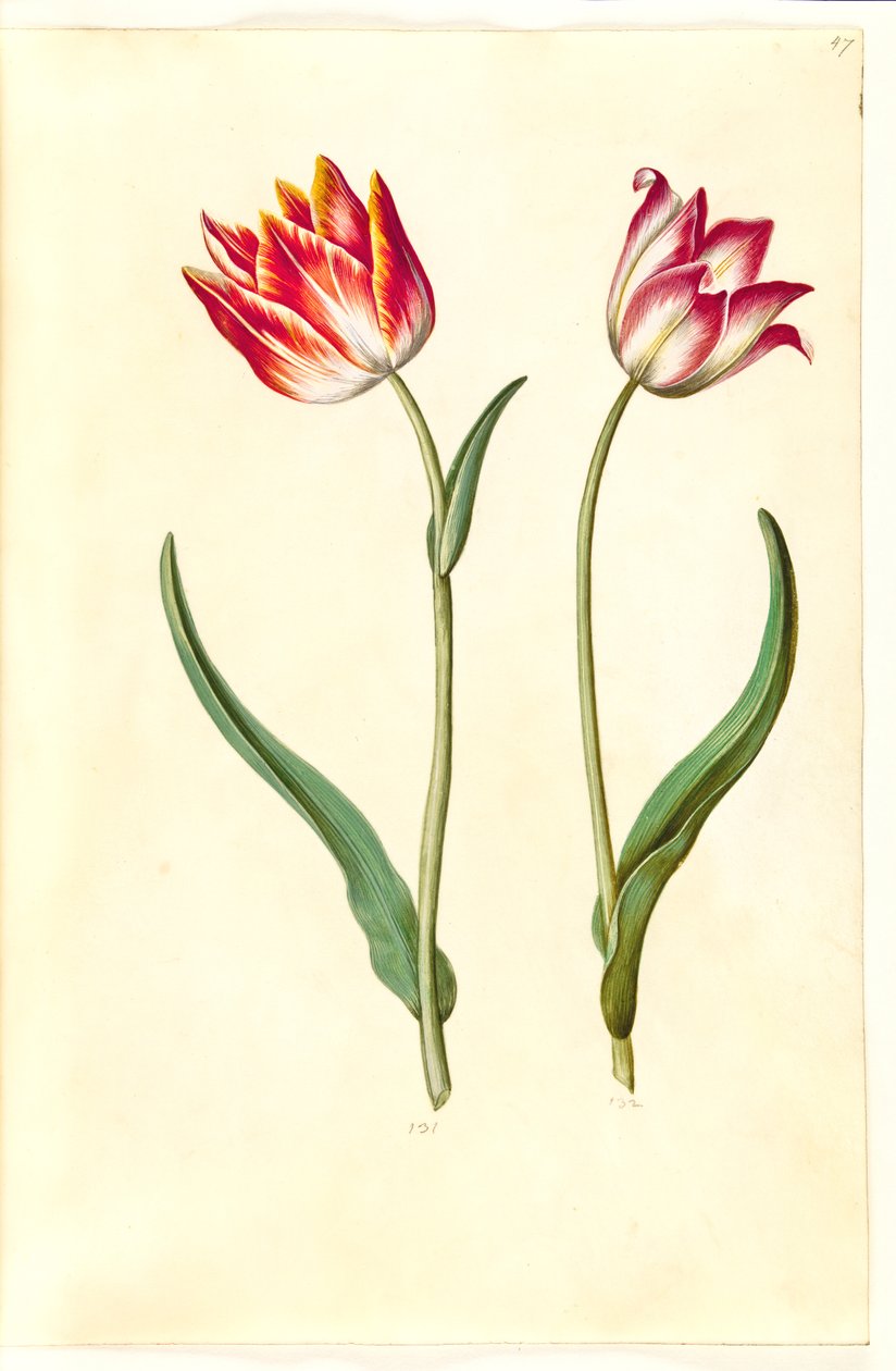 Tulipa gesneriana (har-tulipan) af Hans Simon Holtzbecker