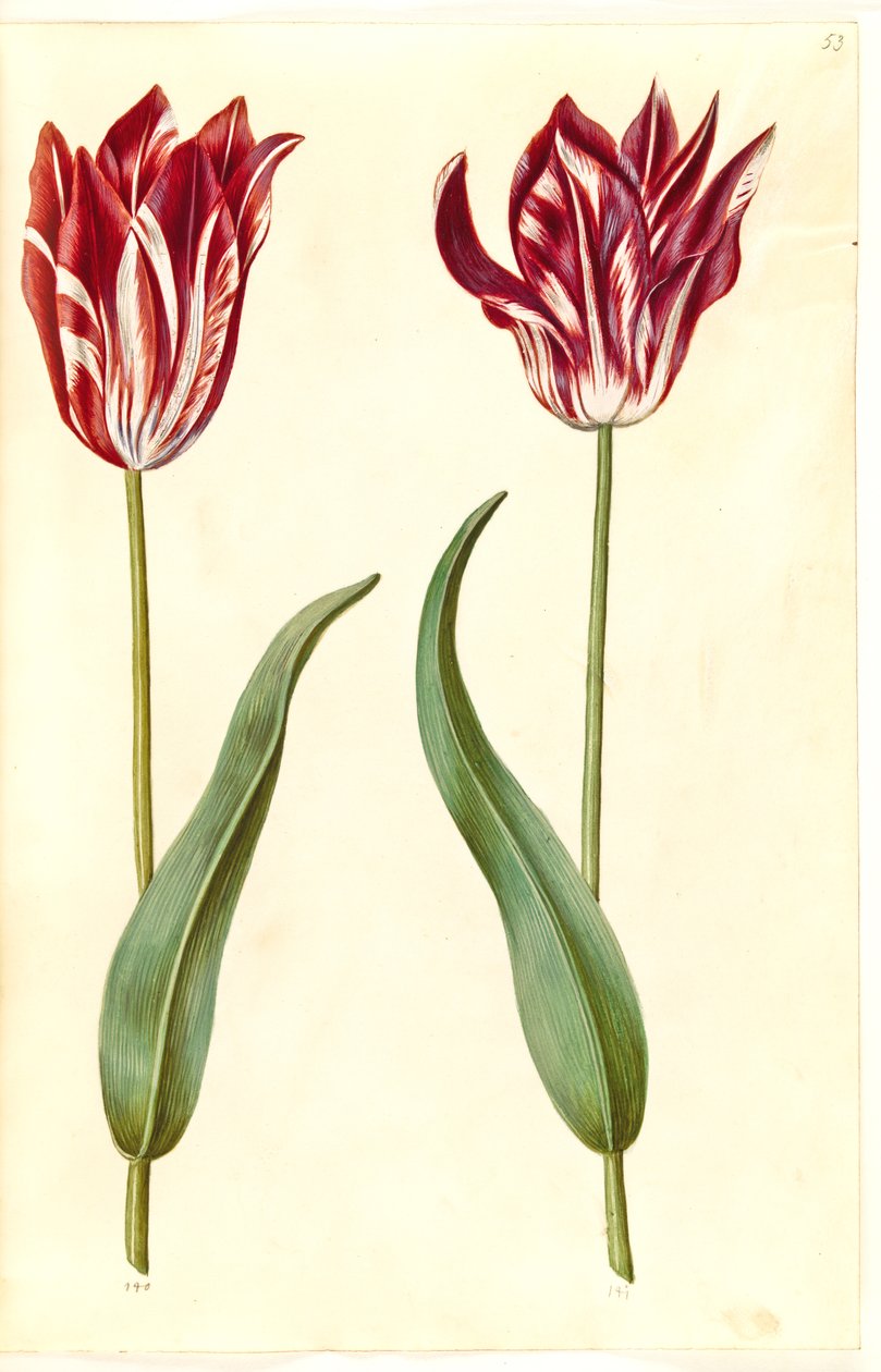 Tulipa gesneriana (har-tulipan) af Hans Simon Holtzbecker