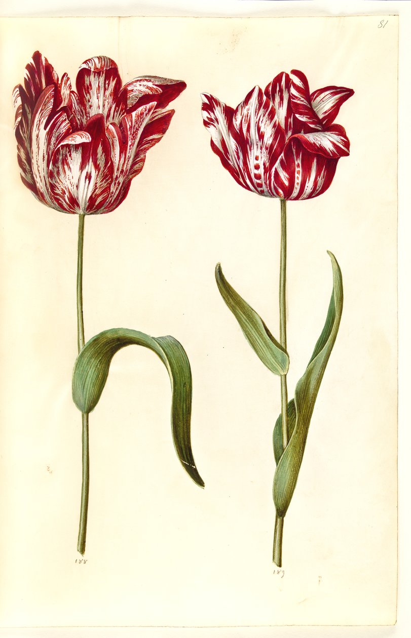 Tulipa gesneriana (har-tulipan) af Hans Simon Holtzbecker