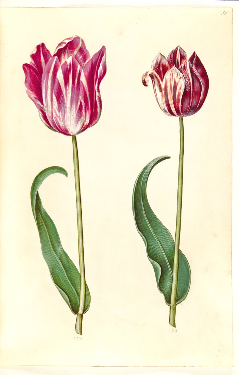 Tulipa gesneriana (har-tulipan) af Hans Simon Holtzbecker