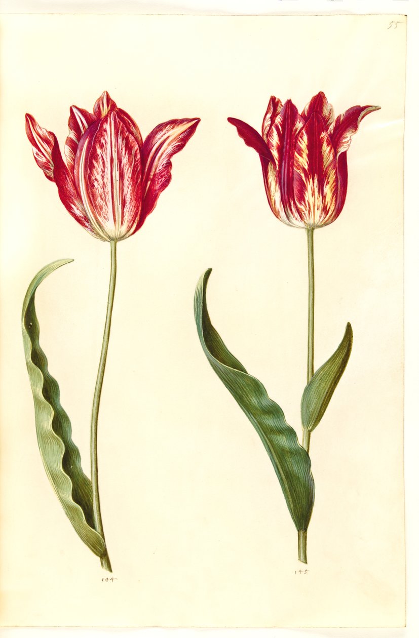 Tulipa gesneriana (har-tulipan) af Hans Simon Holtzbecker