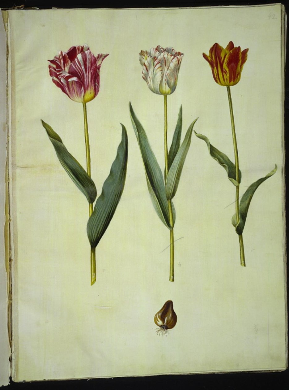 Tulipa gesneriana (har-tulipan) af Hans Simon Holtzbecker