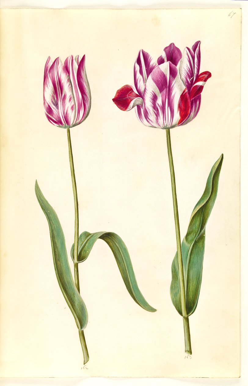 Tulipa gesneriana (har-tulipan) af Hans Simon Holtzbecker