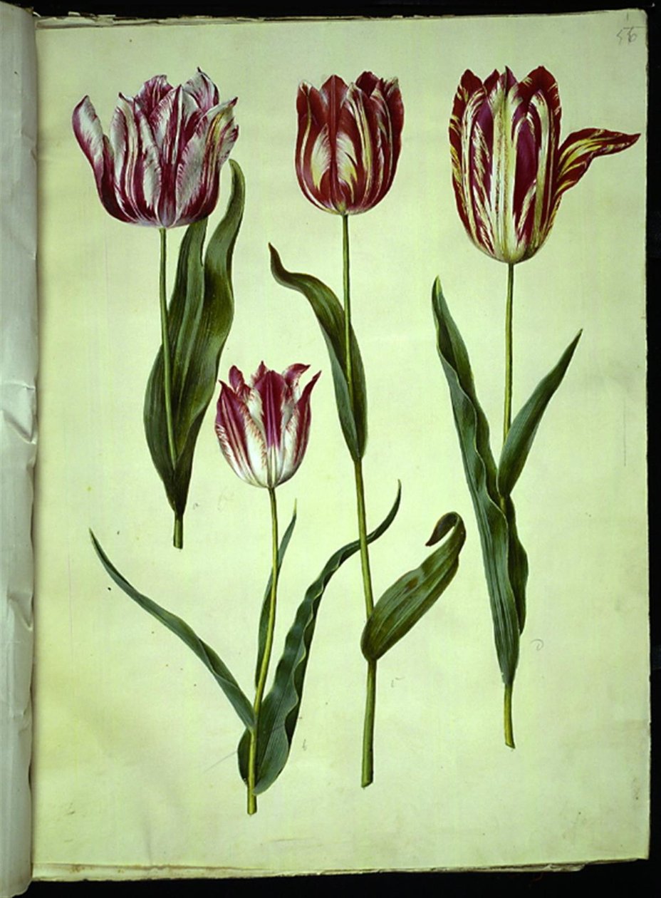 Tulipa gesneriana (har-tulipan) af Hans Simon Holtzbecker