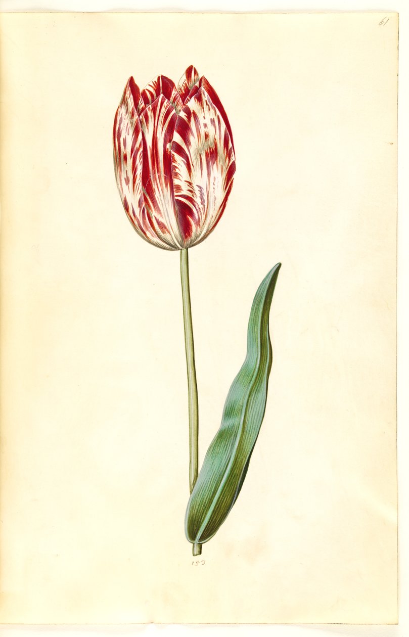 Tulipa gesneriana (har-tulipan) af Hans Simon Holtzbecker