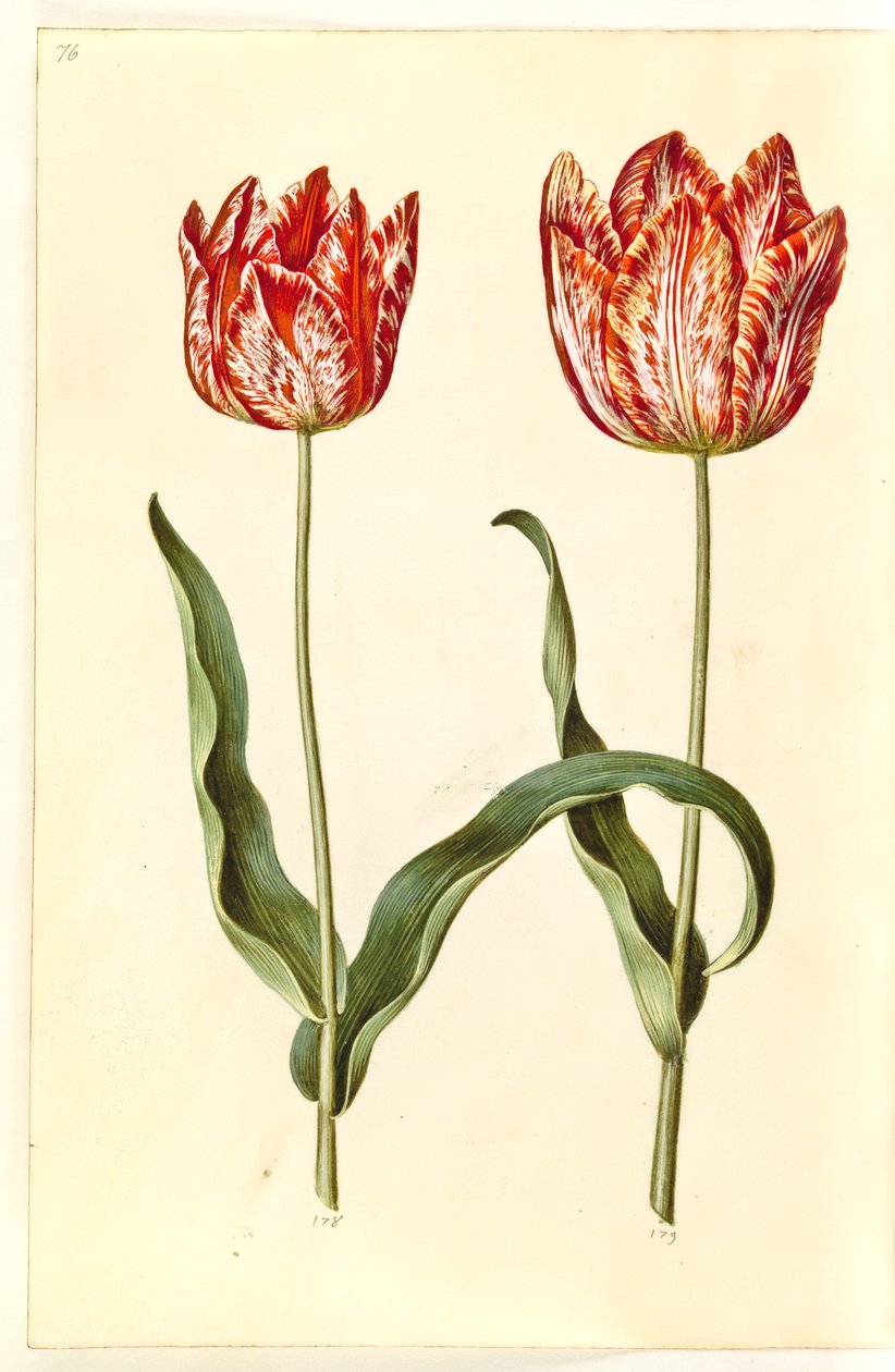 Tulipa gesneriana (har-tulipan) af Hans Simon Holtzbecker