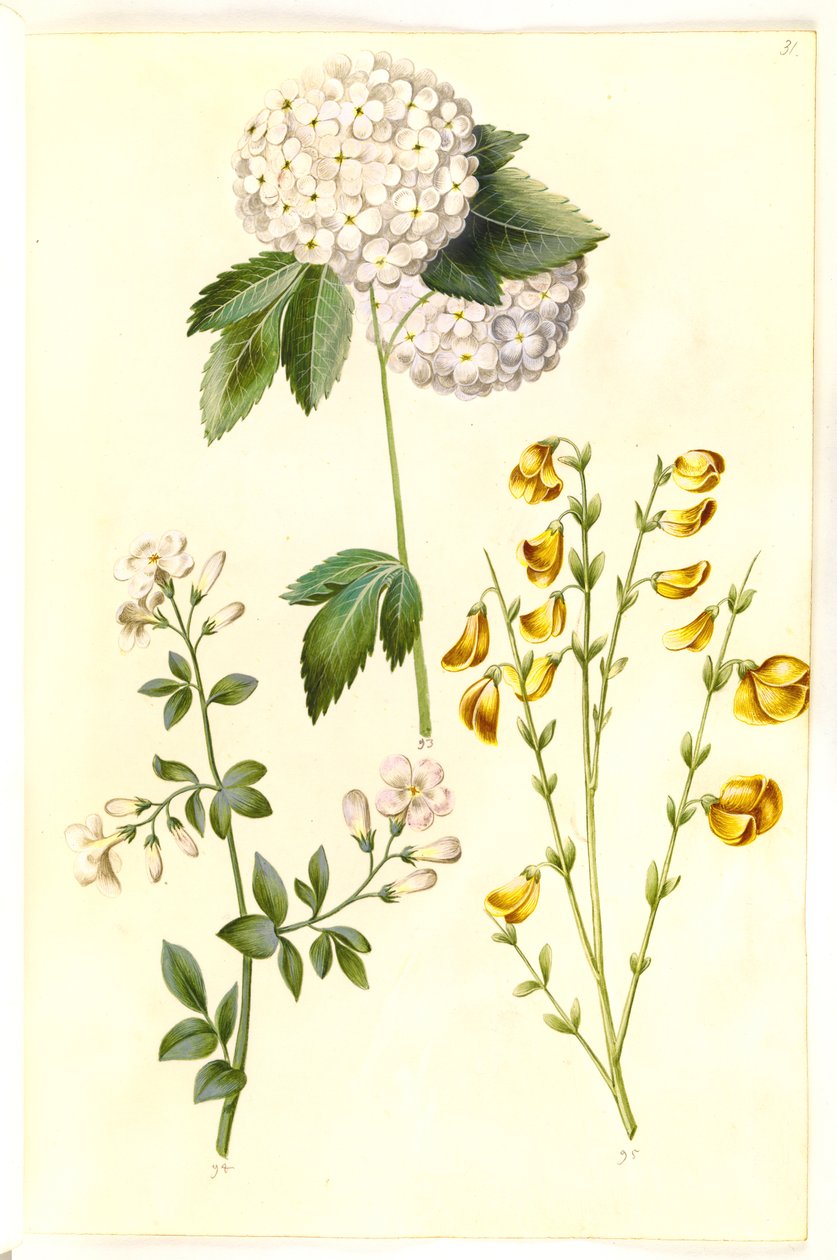Viburnum opulus (almindelig snebolle); Jasminum officinale (læge-jasmin); Cytisus scoparius (almindelig gyvel) af Hans Simon Holtzbecker