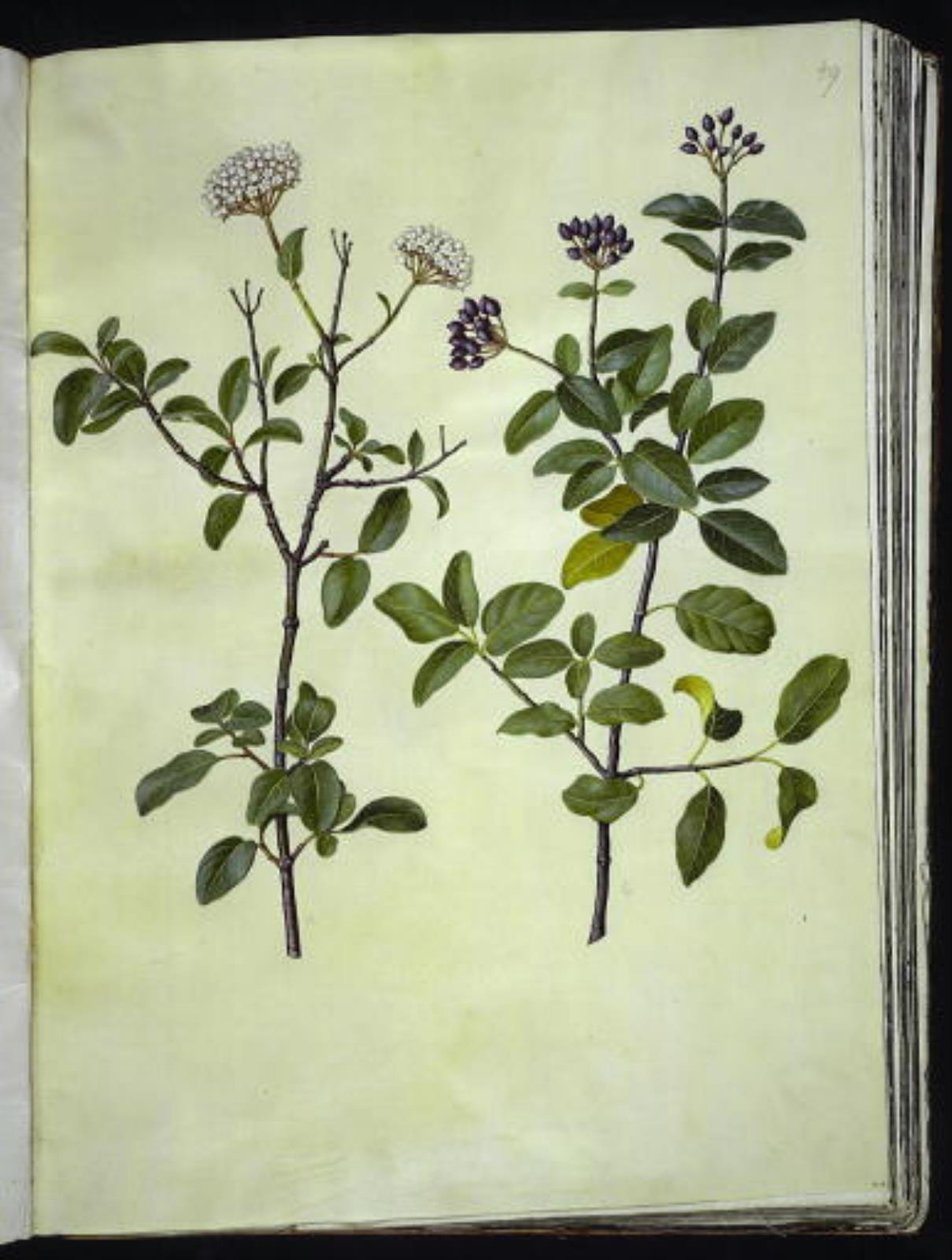 Viburnum tinus (vinter-snebolle) af Hans Simon Holtzbecker
